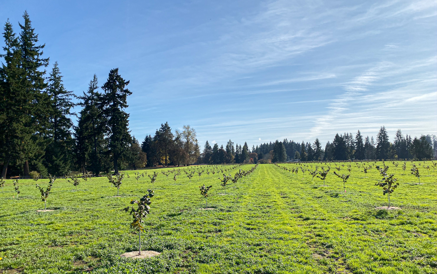 Raina Wickstrom Hazelnut Farmer Steenson Family Farm – Culinary Treasure Podcast Episode 69 by Steven Shomler