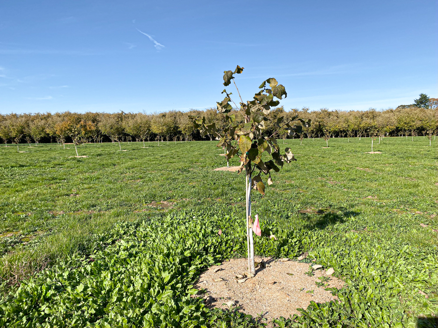 Raina Wickstrom Hazelnut Farmer Steenson Family Farm – Culinary Treasure Podcast Episode 69 by Steven Shomler