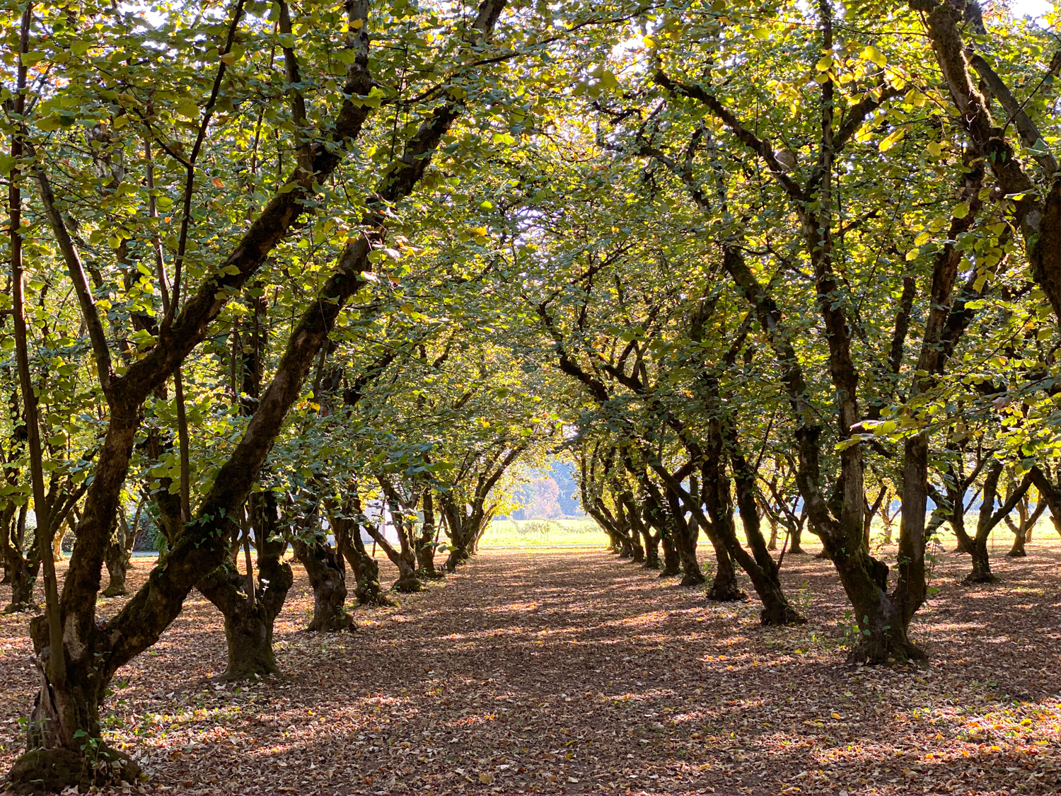 Raina Wickstrom Hazelnut Farmer Steenson Family Farm – Culinary Treasure Podcast Episode 69 by Steven Shomler