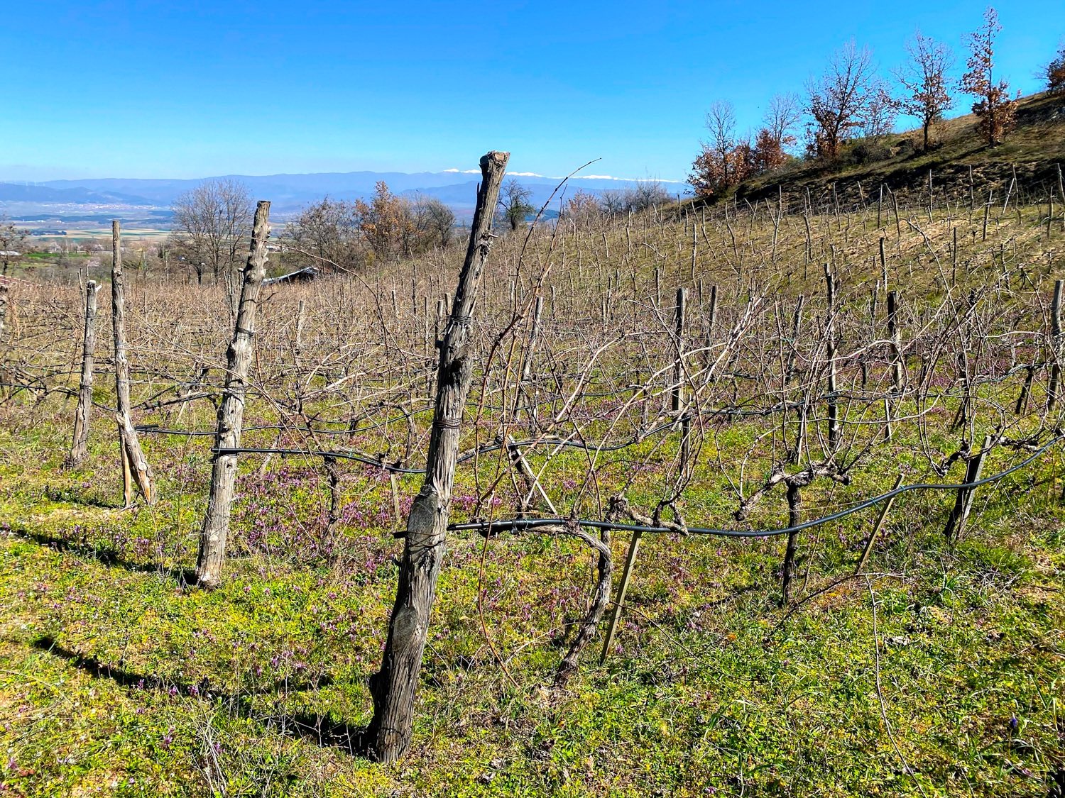 Anna Sakalaki Winemaker Sakalaki Winery Plagia Kilkis Greece – Culinary Treasure Podcast Episode 71 by Steven Shomler 