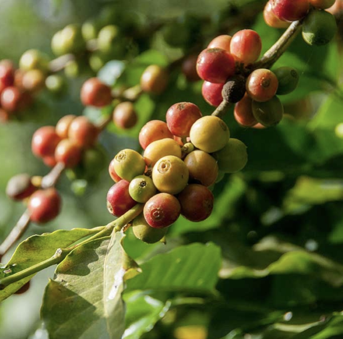  Mark Stell Portland Coffee Roasters Culinary Treasure Podcast Episode 91 by Steven Shomler 