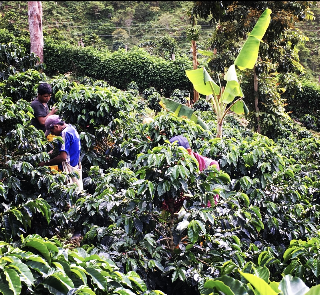  Mark Stell Portland Coffee Roasters Culinary Treasure Podcast Episode 91 by Steven Shomler 