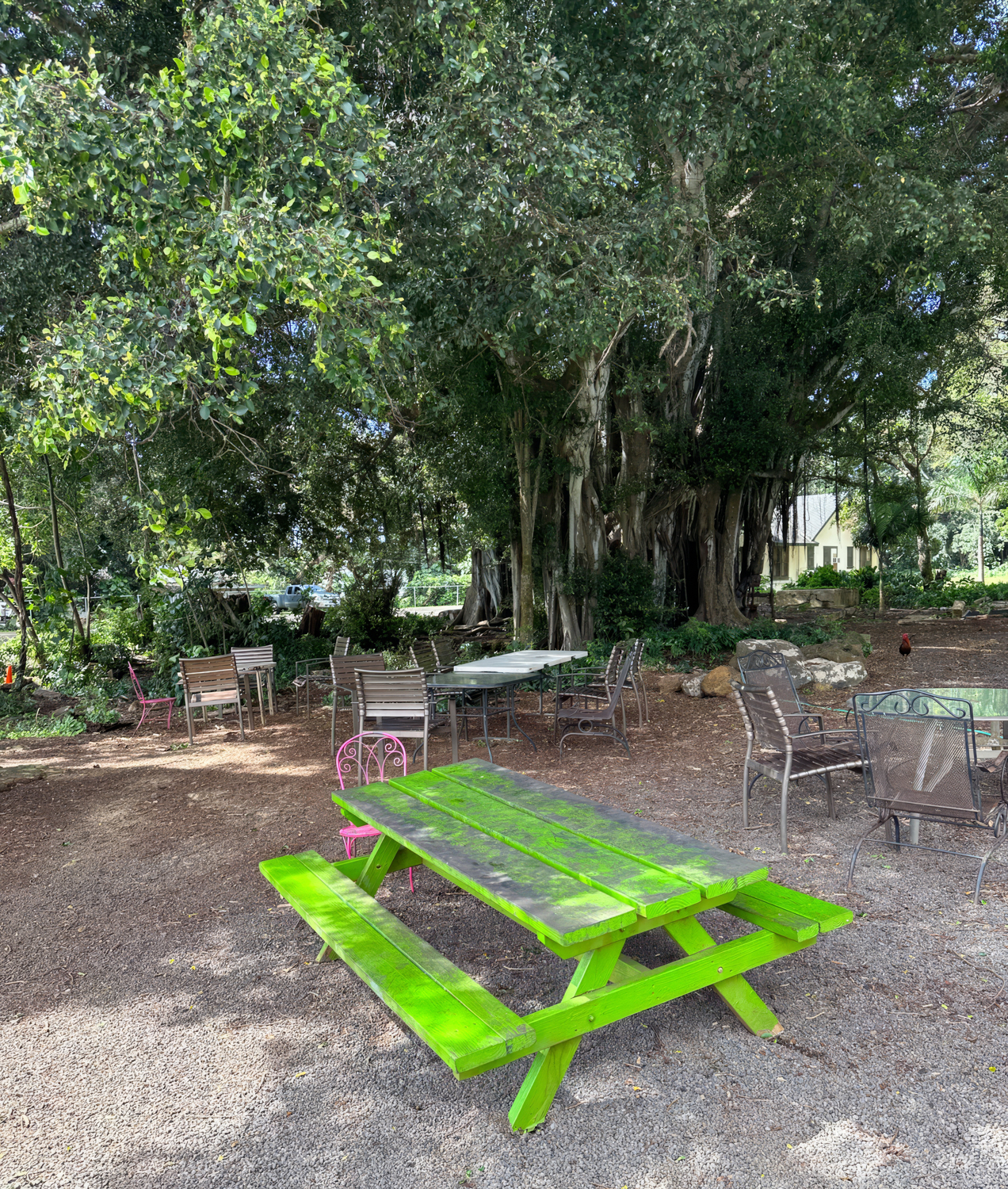 Dim 'N' Den Sum Food Truck Kauai